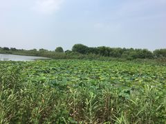 -同里国家湿地公园