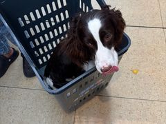 -嘉馨宠物医院·CT影像转诊·心脏科·犬猫全科诊疗中心(下沙大学城院区)