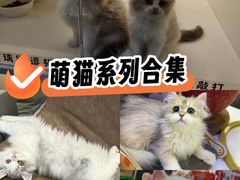 -小猫来了·猫咪专售(红山六九七九店)