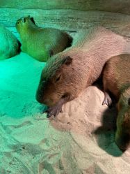 -Zoolung Zoolung动物主题公园(海信广场店)