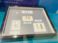 -上海昆虫博物馆