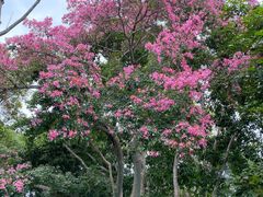 -中国科学院西双版纳热带植物园