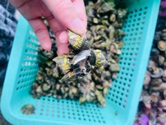 -外伶仃岛海鲜市场