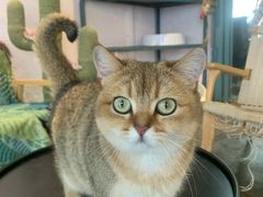 -喵屿·大理花园猫咖
