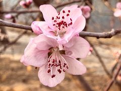 -桃花堤公园