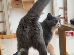-Catmate·猫肥家润(金润铂宫店)