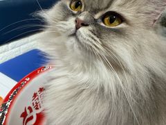 -平行世界·猫咖(首经贸店)
