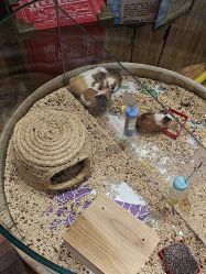 -卡通尼·Safari非洲探索乐园·生日会(金桥国际商业广场店)