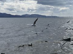 -红树湾(地铁站)