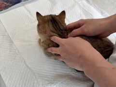 -纳吉亚猫专科动物医院·北北分院
