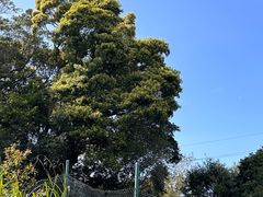 -马峦山郊野公园