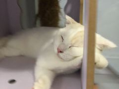 -喵的天空名猫咖啡馆·撸猫·猫舍·用品