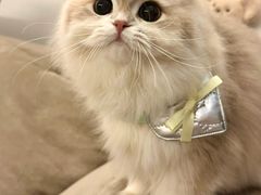 -翊宠yipet猫狗购宠庄园犬舍•猫舍