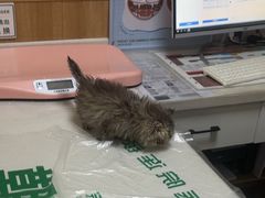 -瑞派宠物医院·24h·骨外科·皮肤科·全科宠物医疗转诊中心(沈阳浑南院)