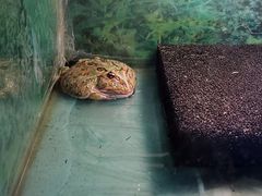 -上海大自然野生昆虫馆