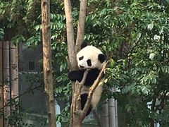 -成都大熊猫繁育研究基地