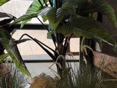 -屋顶花园餐厅(步行街老地王大厦店)