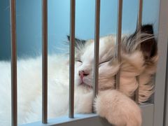 -FAELING PETS美天灵宠物(合生汇店)