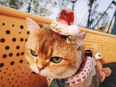 -三圣花乡旅游区