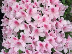 -上海鲜花港