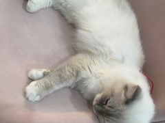 -糯米喵星人·撸猫猫舍咖啡馆(西市场嘉华店)