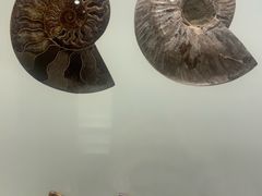 -青岛贝壳博物馆