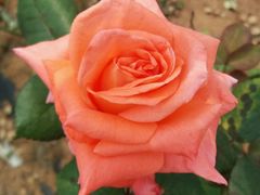 -松山湖梦幻百花洲