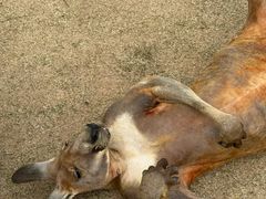 -泉州海丝野生动物世界