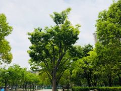-新江湾城公园