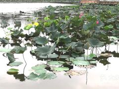 -新江湾城公园