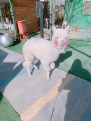 -萌宠亲子动物乐园(槐房万达店)