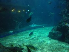 -暹罗海洋世界