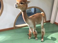 -藦茜花园宠物主题亲子互动体验馆(国顺东路店)