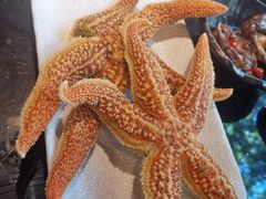 -真剑日本料理·铁板烧(贵州路店)