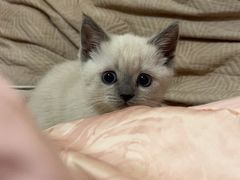 -瑞鹏宠物医院(大运分院)