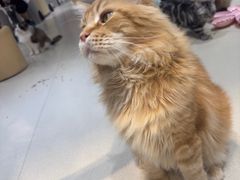 -藏猫猫咖啡主题馆(中央大道店)