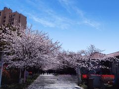 -高东镇樱花园