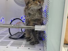 -爱洗澡的猫(天河路店)