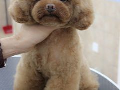 美容师修剪贵宾泰迪日系造型&nbsp;蘑菇头-诺比宠物医院心脏内科·泌尿肾内外科·骨科急重症