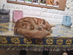 -平行世界·猫咖(首经贸店)