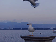 -海埂大坝