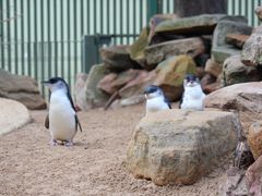 -费瑟代尔野生动物园