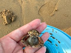-刘家湾赶海园