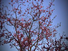 -合肥三国新城遗址公园