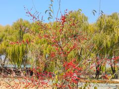 -野鸭湖国家湿地公园