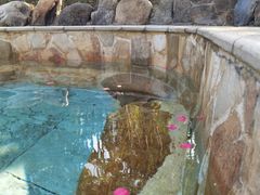 -森波拉火山温泉