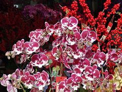 -溪岸路花鸟市场