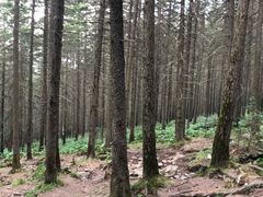 -芦芽山旅游度假区