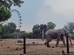-上海野生动物园