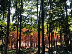 -广州市帽峰山景区